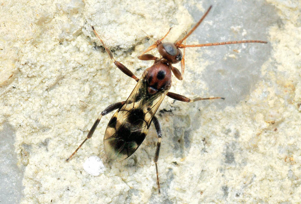 Imenottero da det. 9°